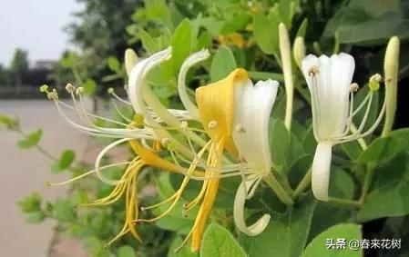 春暖花开,数百种开花植物图谱,你最喜欢哪些呢? 春暖花开,数百种开花植物图谱,你最喜欢哪些呢?