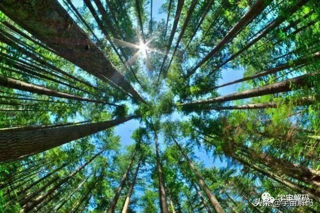 关于树木的13个秘密你知道多少? 关于树木的13个秘密你知道多少?