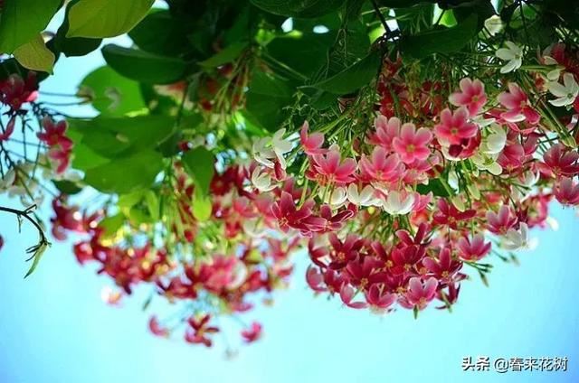 有些植物,一旦爬上了墙,就成了花海 有些植物,一旦爬上了墙,就成了花海