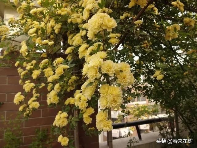 有些植物,一旦爬上了墙,就成了花海 有些植物,一旦爬上了墙,就成了花海