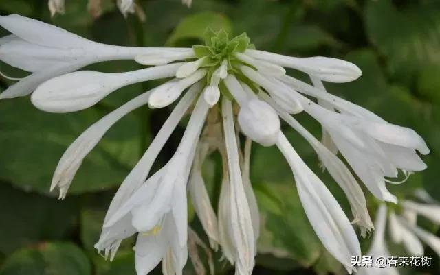 春暖花开,数百种开花植物图谱,你最喜欢哪些呢? 春暖花开,数百种开花植物图谱,你最喜欢哪些呢?