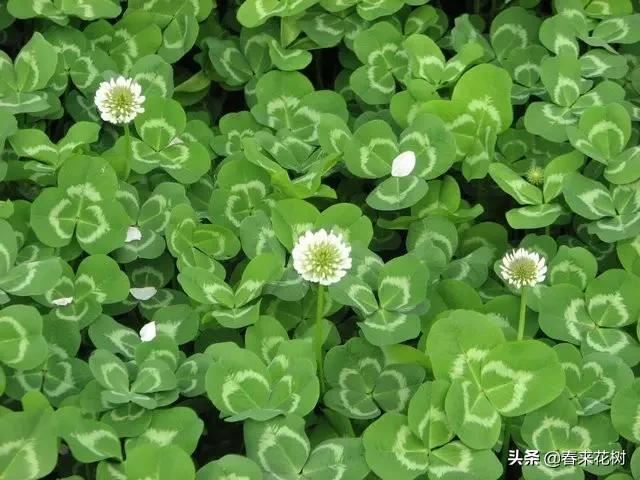 春暖花开,数百种开花植物图谱,你最喜欢哪些呢? 春暖花开,数百种开花植物图谱,你最喜欢哪些呢?