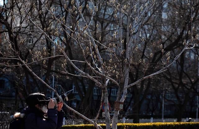 明城墙遗址公园梅花正艳 明城墙遗址公园梅花正艳