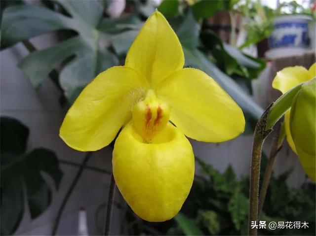 国家Ⅰ级濒危珍稀植物|杏黄兜兰的鉴赏及保护现状 国家Ⅰ级濒危珍稀植物|杏黄兜兰的鉴赏及保护现状