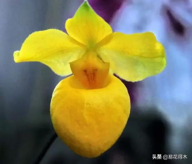 国家Ⅰ级濒危珍稀植物|杏黄兜兰的鉴赏及保护现状 国家Ⅰ级濒危珍稀植物|杏黄兜兰的鉴赏及保护现状