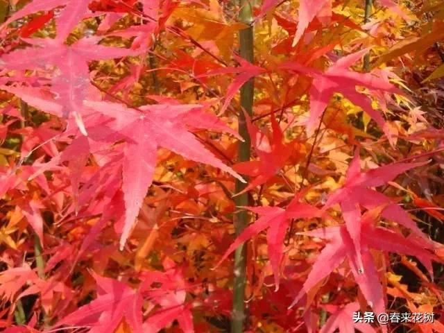 春暖花开,数百种开花植物图谱,你最喜欢哪些呢? 春暖花开,数百种开花植物图谱,你最喜欢哪些呢?