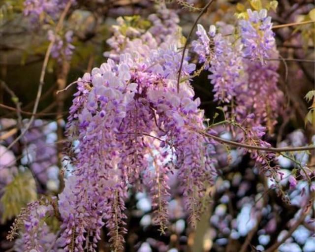 适合庭院栽的2种树,春天开花太美,变成美丽小花园 适合庭院栽的2种树,春天开花太美,变成美丽小花园