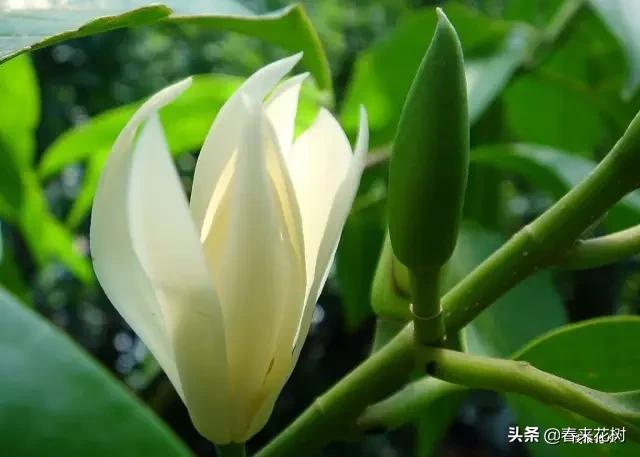 春暖花开,数百种开花植物图谱,你最喜欢哪些呢? 春暖花开,数百种开花植物图谱,你最喜欢哪些呢?