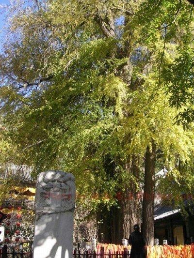 10棵美到令人窒息的树 加拿大有125年的杜鹃花“树”(杜鹃是灌木,属禾本科,并非树) 10棵美到令人窒息的树 日本144岁的老紫藤(亦非树,属藤本植物) 10棵美到令人窒息的树 新西兰南端极端大风下生长的树 10棵美到令人窒息的树 俄勒冈州波特兰市美丽的日本枫树 10棵美到令人窒息的树 德国波恩盛开的樱花树 10棵美到令人窒息的树 南卡罗来纳州约翰岛的天使橡树 10棵美到令人窒息的树 也门的Dragonblood 10棵美到令人窒息的树 南非天玺的Jacarandas 10棵美到令人窒 10棵美到令人窒息的树 加拿大有125年的杜鹃花“树”(杜鹃是灌木,属禾本科,并非树) 10棵美到令人窒息的树 日本144岁的老紫藤(亦非树,属藤本植物) 10棵美到令人窒息的树 新西兰南端极端大风下生长的树 10棵美到令人窒息的树 俄勒冈州波特兰市美丽的日本枫树 10棵美到令人窒息的树 德国波恩盛开的樱花树 10棵美到令人窒息的树 南卡罗来纳州约翰岛的天使橡树 10棵美到令人窒息的树 也门的Dragonblood 10棵美到令人窒息的树 南非天玺的Jacarandas 10棵美到令人窒