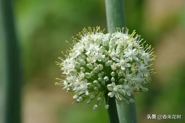 春暖花开,数百种开花植物图谱,你最喜欢哪些呢? 春暖花开,数百种开花植物图谱,你最喜欢哪些呢?
