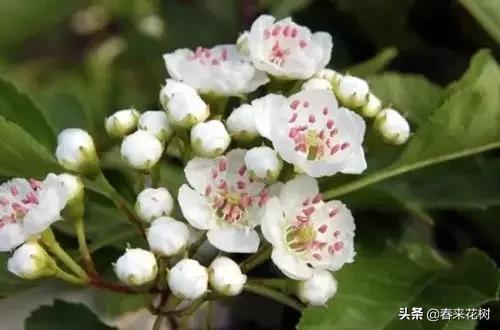 春暖花开,数百种开花植物图谱,你最喜欢哪些呢? 春暖花开,数百种开花植物图谱,你最喜欢哪些呢?