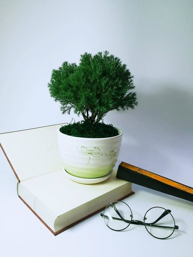 造型婀娜多姿,格调倍升,蓬莱松盆景这样打造价值高 造型婀娜多姿,格调倍升,蓬莱松盆景这样打造价值高