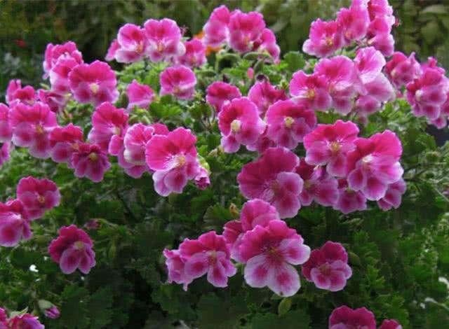 如何快速打造一个漂亮的小花园 如何快速打造一个漂亮的小花园