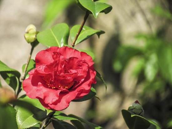 打造一盆专属茶花盆景,装饰性强独一无二,开花有个性 打造一盆专属茶花盆景,装饰性强独一无二,开花有个性