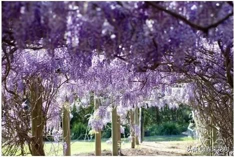 有些植物,一旦爬上了墙,就成了花海 有些植物,一旦爬上了墙,就成了花海