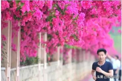 有些植物,一旦爬上了墙,就成了花海 有些植物,一旦爬上了墙,就成了花海