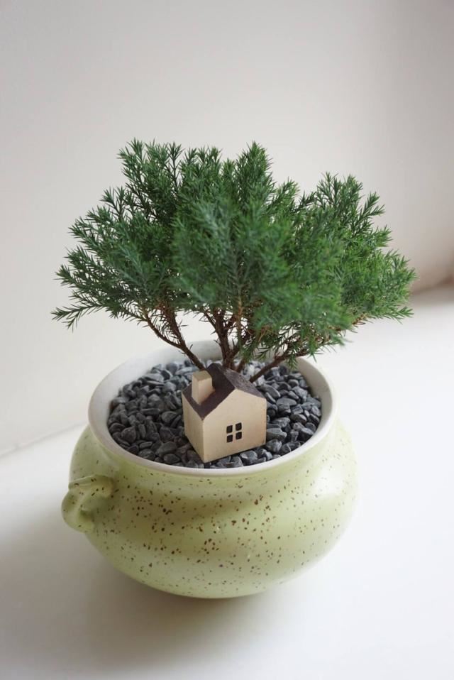 造型婀娜多姿,格调倍升,蓬莱松盆景这样打造价值高 造型婀娜多姿,格调倍升,蓬莱松盆景这样打造价值高