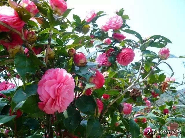 春暖花开,数百种开花植物图谱,你最喜欢哪些呢? 春暖花开,数百种开花植物图谱,你最喜欢哪些呢?