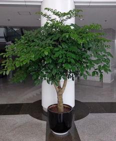 家里非常适合种植的三种“树”