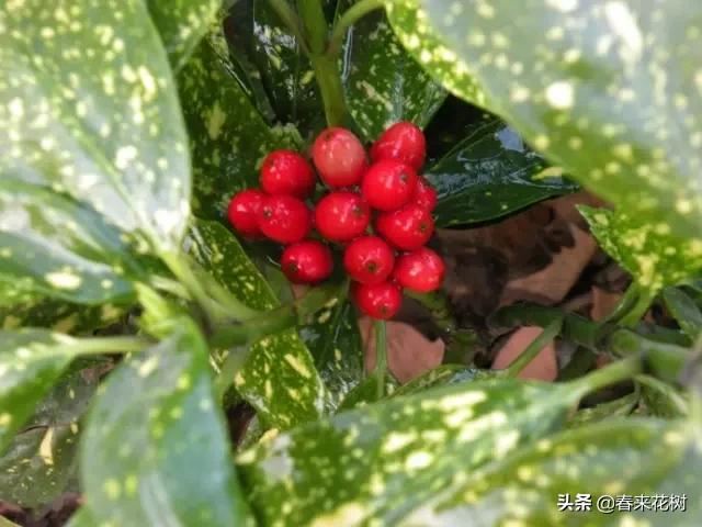 春暖花开,数百种开花植物图谱,你最喜欢哪些呢? 春暖花开,数百种开花植物图谱,你最喜欢哪些呢?