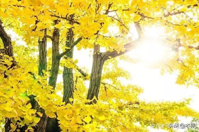 10种最美的树,有的在农村很常见,你认识几种? 10种最美的树,有的在农村很常见,你认识几种?