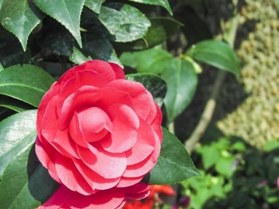 打造一盆专属茶花盆景,装饰性强独一无二,开花有个性 打造一盆专属茶花盆景,装饰性强独一无二,开花有个性