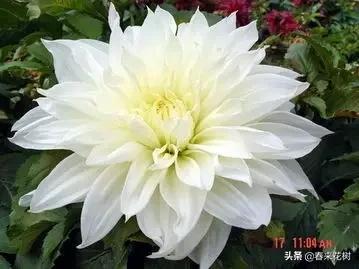 春暖花开,数百种开花植物图谱,你最喜欢哪些呢? 春暖花开,数百种开花植物图谱,你最喜欢哪些呢?