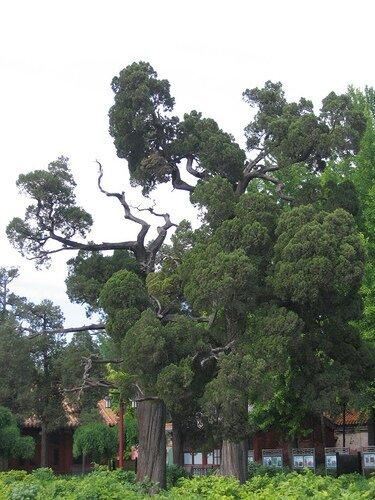 10棵美到令人窒息的树 加拿大有125年的杜鹃花“树”(杜鹃是灌木,属禾本科,并非树) 10棵美到令人窒息的树 日本144岁的老紫藤(亦非树,属藤本植物) 10棵美到令人窒息的树 新西兰南端极端大风下生长的树 10棵美到令人窒息的树 俄勒冈州波特兰市美丽的日本枫树 10棵美到令人窒息的树 德国波恩盛开的樱花树 10棵美到令人窒息的树 南卡罗来纳州约翰岛的天使橡树 10棵美到令人窒息的树 也门的Dragonblood 10棵美到令人窒息的树 南非天玺的Jacarandas 10棵美到令人窒 10棵美到令人窒息的树 加拿大有125年的杜鹃花“树”(杜鹃是灌木,属禾本科,并非树) 10棵美到令人窒息的树 日本144岁的老紫藤(亦非树,属藤本植物) 10棵美到令人窒息的树 新西兰南端极端大风下生长的树 10棵美到令人窒息的树 俄勒冈州波特兰市美丽的日本枫树 10棵美到令人窒息的树 德国波恩盛开的樱花树 10棵美到令人窒息的树 南卡罗来纳州约翰岛的天使橡树 10棵美到令人窒息的树 也门的Dragonblood 10棵美到令人窒息的树 南非天玺的Jacarandas 10棵美到令人窒