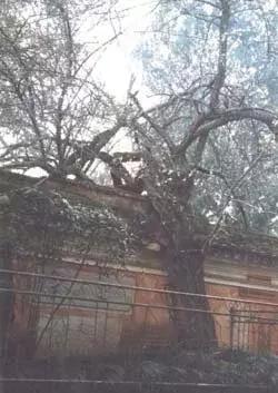 10棵美到令人窒息的树 加拿大有125年的杜鹃花“树”(杜鹃是灌木,属禾本科,并非树) 10棵美到令人窒息的树 日本144岁的老紫藤(亦非树,属藤本植物) 10棵美到令人窒息的树 新西兰南端极端大风下生长的树 10棵美到令人窒息的树 俄勒冈州波特兰市美丽的日本枫树 10棵美到令人窒息的树 德国波恩盛开的樱花树 10棵美到令人窒息的树 南卡罗来纳州约翰岛的天使橡树 10棵美到令人窒息的树 也门的Dragonblood 10棵美到令人窒息的树 南非天玺的Jacarandas 10棵美到令人窒 10棵美到令人窒息的树 加拿大有125年的杜鹃花“树”(杜鹃是灌木,属禾本科,并非树) 10棵美到令人窒息的树 日本144岁的老紫藤(亦非树,属藤本植物) 10棵美到令人窒息的树 新西兰南端极端大风下生长的树 10棵美到令人窒息的树 俄勒冈州波特兰市美丽的日本枫树 10棵美到令人窒息的树 德国波恩盛开的樱花树 10棵美到令人窒息的树 南卡罗来纳州约翰岛的天使橡树 10棵美到令人窒息的树 也门的Dragonblood 10棵美到令人窒息的树 南非天玺的Jacarandas 10棵美到令人窒