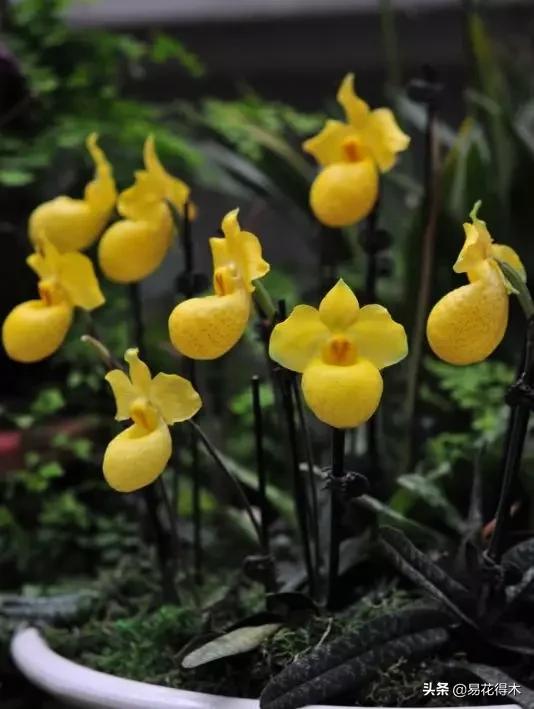 国家Ⅰ级濒危珍稀植物|杏黄兜兰的鉴赏及保护现状 国家Ⅰ级濒危珍稀植物|杏黄兜兰的鉴赏及保护现状