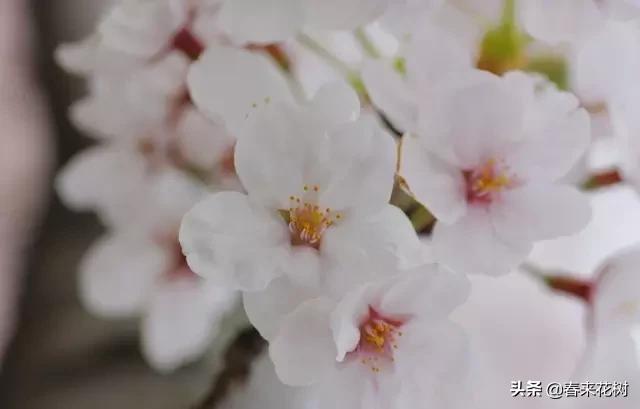 春暖花开,数百种开花植物图谱,你最喜欢哪些呢? 春暖花开,数百种开花植物图谱,你最喜欢哪些呢?