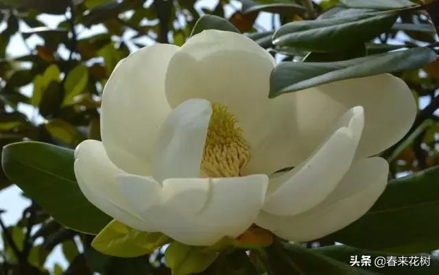 春暖花开,数百种开花植物图谱,你最喜欢哪些呢? 春暖花开,数百种开花植物图谱,你最喜欢哪些呢?