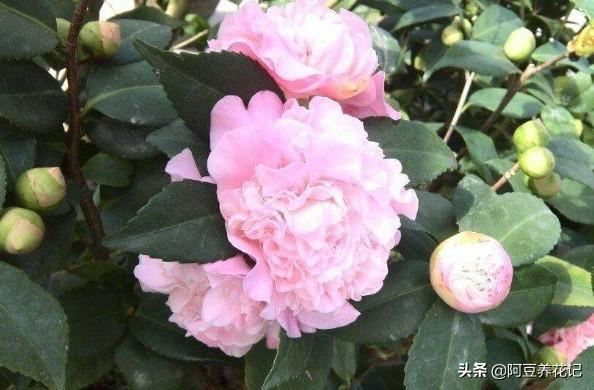 要想“烈香茶花”长得好，掌握“6个”步骤，芳香四溢，颜值超群