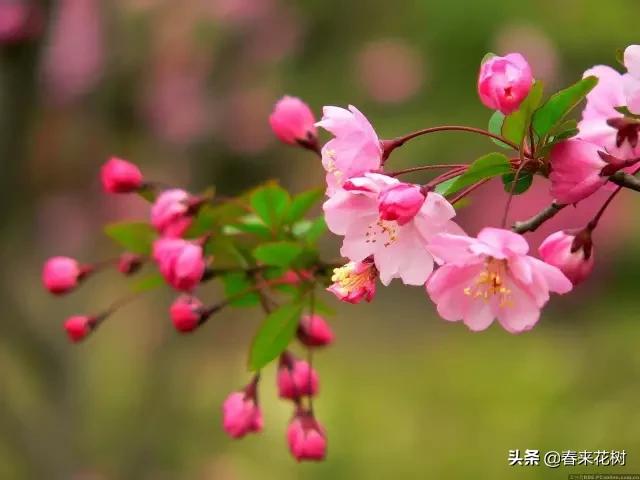 春暖花开,数百种开花植物图谱,你最喜欢哪些呢? 春暖花开,数百种开花植物图谱,你最喜欢哪些呢?