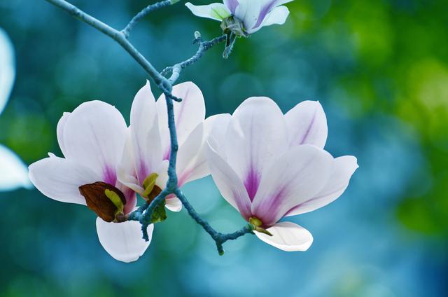 玉兰庭院植一株,栽种解决4要点,香满庭院绿满屋 玉兰庭院植一株,栽种解决4要点,香满庭院绿满屋