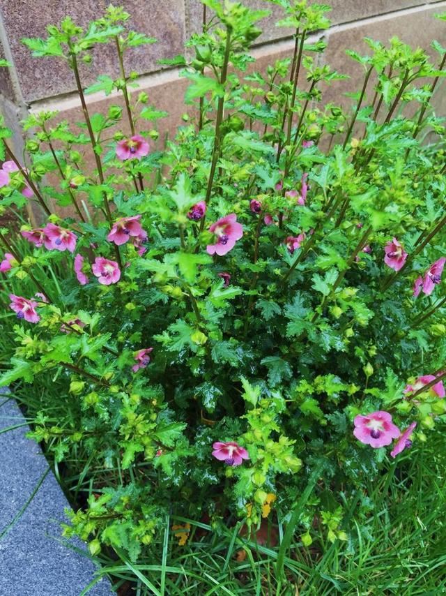 小木槿,装饰花园必备的一款植物,这样养,度夏不难 小木槿,装饰花园必备的一款植物,这样养,度夏不难