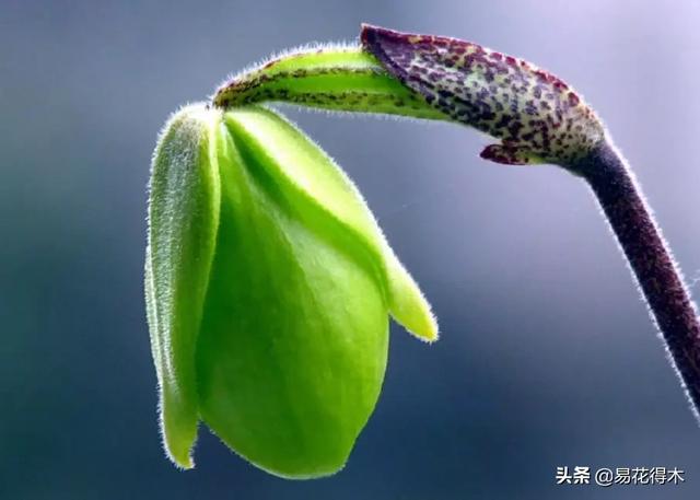 国家Ⅰ级濒危珍稀植物|杏黄兜兰的鉴赏及保护现状 国家Ⅰ级濒危珍稀植物|杏黄兜兰的鉴赏及保护现状