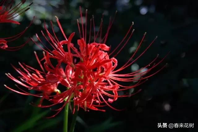 春暖花开,数百种开花植物图谱,你最喜欢哪些呢? 春暖花开,数百种开花植物图谱,你最喜欢哪些呢?