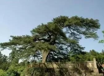 10棵美到令人窒息的树 加拿大有125年的杜鹃花“树”(杜鹃是灌木,属禾本科,并非树) 10棵美到令人窒息的树 日本144岁的老紫藤(亦非树,属藤本植物) 10棵美到令人窒息的树 新西兰南端极端大风下生长的树 10棵美到令人窒息的树 俄勒冈州波特兰市美丽的日本枫树 10棵美到令人窒息的树 德国波恩盛开的樱花树 10棵美到令人窒息的树 南卡罗来纳州约翰岛的天使橡树 10棵美到令人窒息的树 也门的Dragonblood 10棵美到令人窒息的树 南非天玺的Jacarandas 10棵美到令人窒 10棵美到令人窒息的树 加拿大有125年的杜鹃花“树”(杜鹃是灌木,属禾本科,并非树) 10棵美到令人窒息的树 日本144岁的老紫藤(亦非树,属藤本植物) 10棵美到令人窒息的树 新西兰南端极端大风下生长的树 10棵美到令人窒息的树 俄勒冈州波特兰市美丽的日本枫树 10棵美到令人窒息的树 德国波恩盛开的樱花树 10棵美到令人窒息的树 南卡罗来纳州约翰岛的天使橡树 10棵美到令人窒息的树 也门的Dragonblood 10棵美到令人窒息的树 南非天玺的Jacarandas 10棵美到令人窒