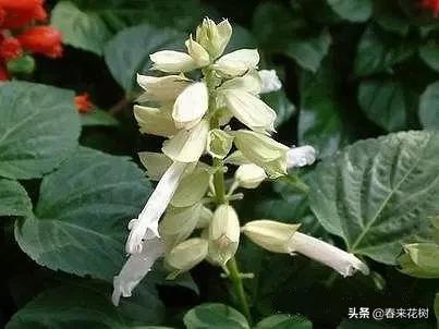 春暖花开,数百种开花植物图谱,你最喜欢哪些呢? 春暖花开,数百种开花植物图谱,你最喜欢哪些呢?