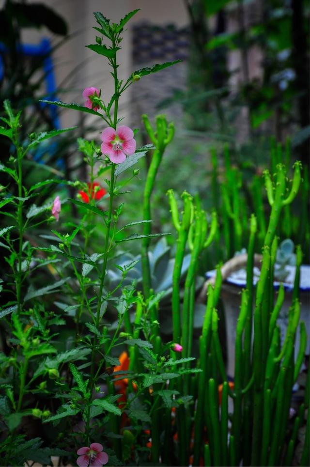 小木槿,装饰花园必备的一款植物,这样养,度夏不难 小木槿,装饰花园必备的一款植物,这样养,度夏不难