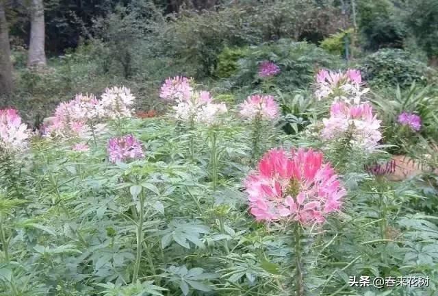 春暖花开,数百种开花植物图谱,你最喜欢哪些呢? 春暖花开,数百种开花植物图谱,你最喜欢哪些呢?
