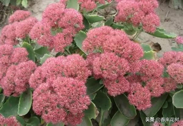 春暖花开,数百种开花植物图谱,你最喜欢哪些呢? 春暖花开,数百种开花植物图谱,你最喜欢哪些呢?