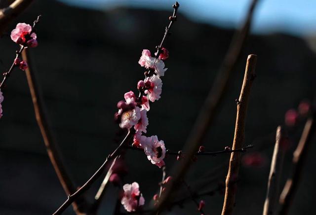 明城墙遗址公园梅花正艳 明城墙遗址公园梅花正艳