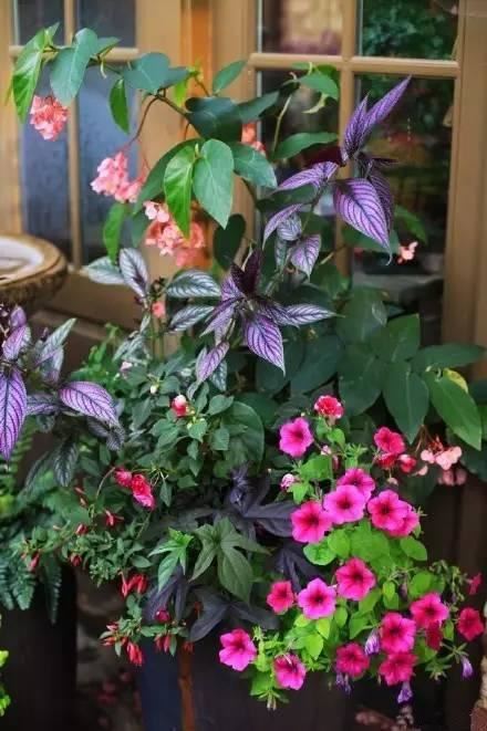 这样搭配花草,美到不要不要的 这样搭配花草,美到不要不要的