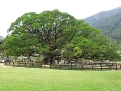 10棵美到令人窒息的树 加拿大有125年的杜鹃花“树”(杜鹃是灌木,属禾本科,并非树) 10棵美到令人窒息的树 日本144岁的老紫藤(亦非树,属藤本植物) 10棵美到令人窒息的树 新西兰南端极端大风下生长的树 10棵美到令人窒息的树 俄勒冈州波特兰市美丽的日本枫树 10棵美到令人窒息的树 德国波恩盛开的樱花树 10棵美到令人窒息的树 南卡罗来纳州约翰岛的天使橡树 10棵美到令人窒息的树 也门的Dragonblood 10棵美到令人窒息的树 南非天玺的Jacarandas 10棵美到令人窒 10棵美到令人窒息的树 加拿大有125年的杜鹃花“树”(杜鹃是灌木,属禾本科,并非树) 10棵美到令人窒息的树 日本144岁的老紫藤(亦非树,属藤本植物) 10棵美到令人窒息的树 新西兰南端极端大风下生长的树 10棵美到令人窒息的树 俄勒冈州波特兰市美丽的日本枫树 10棵美到令人窒息的树 德国波恩盛开的樱花树 10棵美到令人窒息的树 南卡罗来纳州约翰岛的天使橡树 10棵美到令人窒息的树 也门的Dragonblood 10棵美到令人窒息的树 南非天玺的Jacarandas 10棵美到令人窒