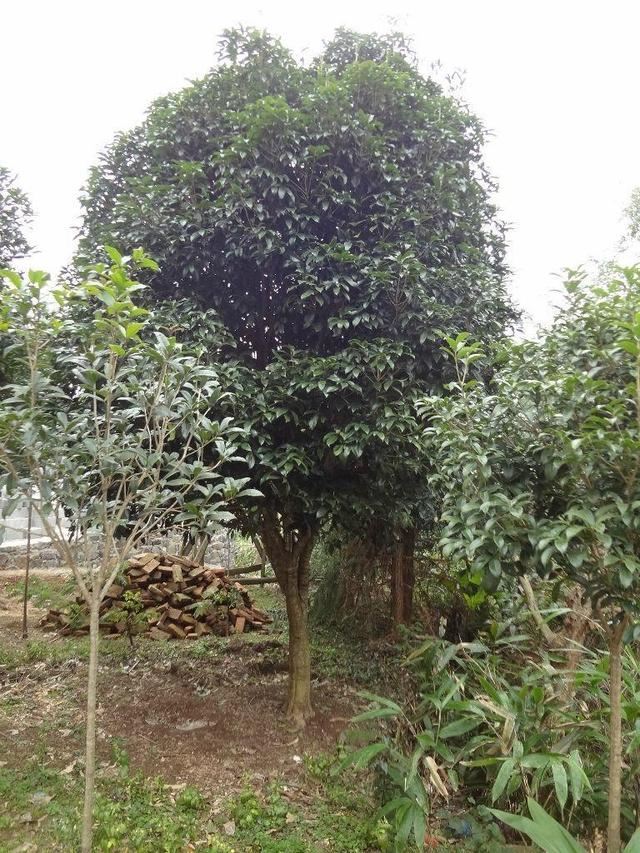 院子开花满天,好看有档次还不难养,全靠它们 院子开花满天,好看有档次还不难养,全靠它们