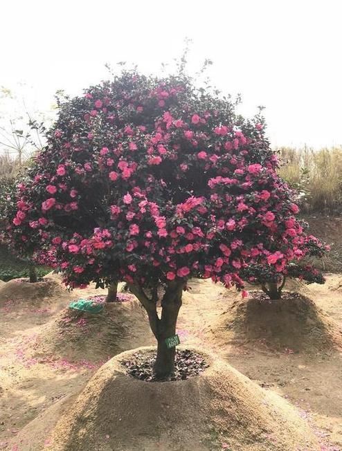 茶梅是茶花和梅花的结合体,过完年就可以种植,还能再开一茬 茶梅是茶花和梅花的结合体,过完年就可以种植,还能再开一茬