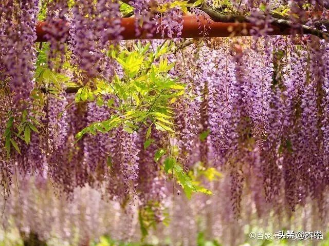 10种最美的树,有的在农村很常见,你认识几种? 10种最美的树,有的在农村很常见,你认识几种?