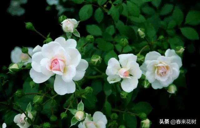 春暖花开,数百种开花植物图谱,你最喜欢哪些呢? 春暖花开,数百种开花植物图谱,你最喜欢哪些呢?
